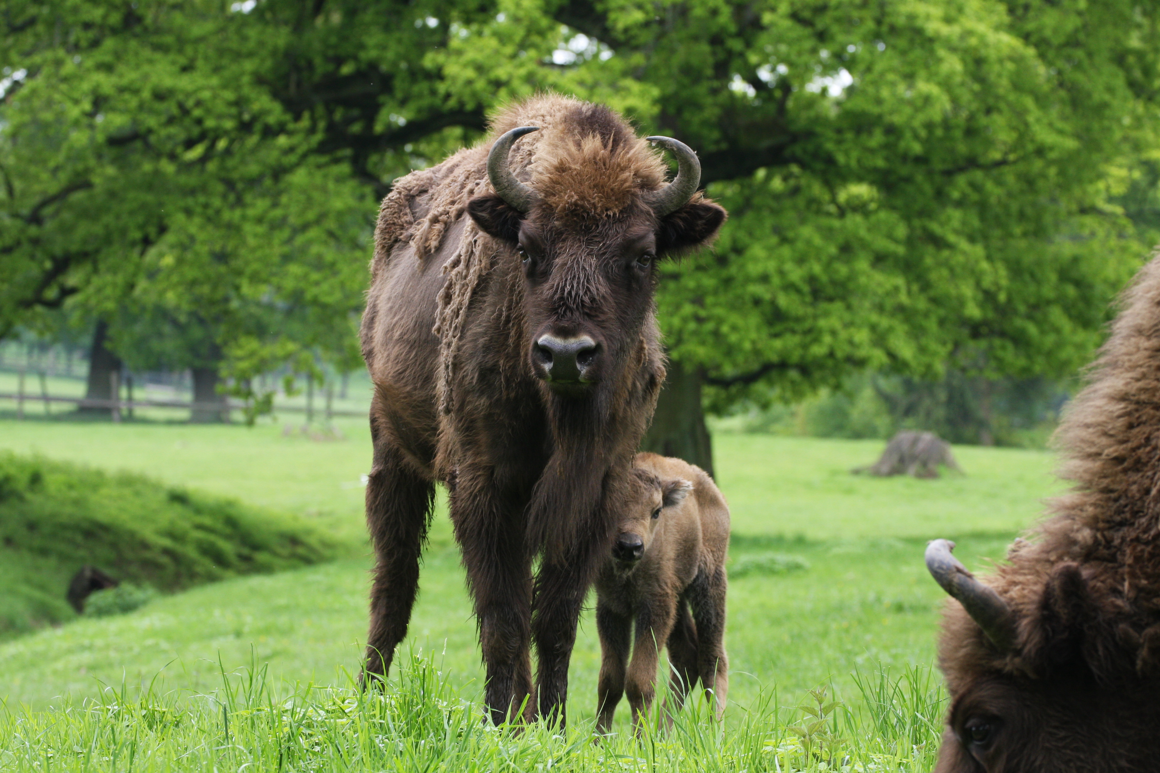 Wisent